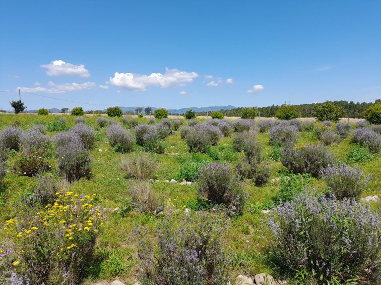 Meditacio Arrels de Natura Girona